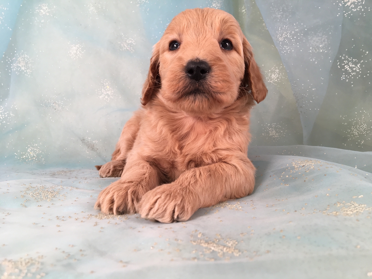 Goldendoodle Ready Soon! DOB 1-7-2019 $975